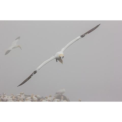 A white seabird, a gannet, with yellow-gold head, black eye markings, and black wingtips in flight, wings extended, as it flies toward the viewer, another gannet visible flying in the distance to camera left. At the bottom of the image is a collection of other gannets sitting on their nesting spot. The background is grey with thick fog.
