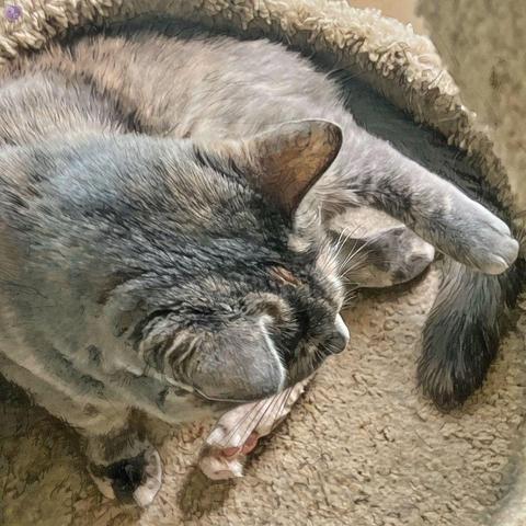 Shot from above, a dilute tortoiseshell cat, with marbling instead of patches, pauses as she stretches out a rear foot and prepares to clean it, unaware she is being observed in her high walled, round, cat tree shelf.