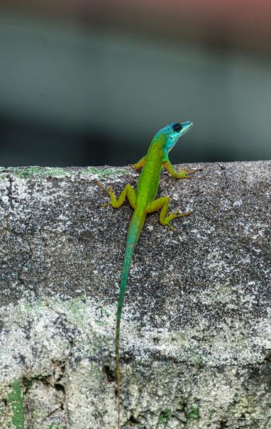 Saint Vincent Bush Anole (Anolis trinitatis) clinging to the side of a garden wall in soft morning light.