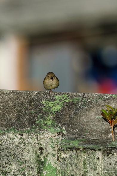 Black-faced Grassquit (Melanospiza bicolor) perched on the sunlit ledge of a low garden wall, looking alert.