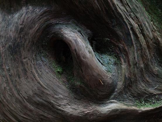 a closeup of a very strange and unique shape in the trunk of a tree, a formation that resembles a clockwise-swirling 3D whirlpool, with the contours of the bark "flowing" around it, and lichen growing over parts of it as per usual in this area