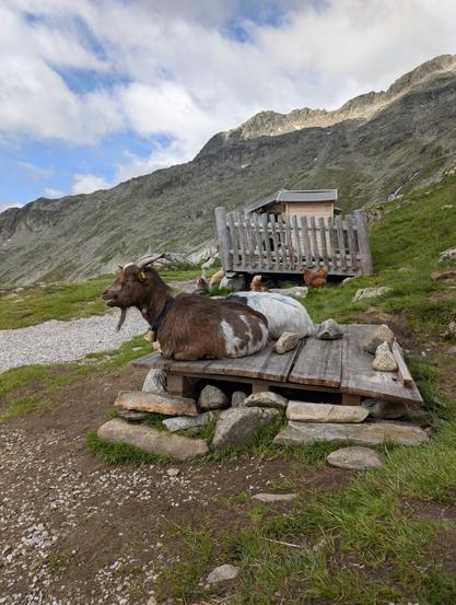 Two goats resting on a wooden platform beside the Olperer hut in a picturesque mountainous setting. The foreground goat is brown and white, adorned with a bell around its neck, while the other goat is mostly white. Behind them, a small wooden structure is enclosed by a fence, with several chickens foraging nearby.