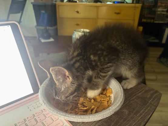 A tabby kitten standing with front paws is a paper bowl of Golden Grahams, eating the cereal. He is to the right of an iPad with a pink keyboard, on a greyish wooden coffee table.