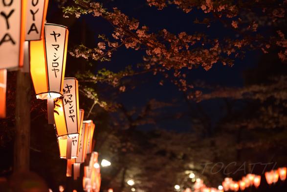 提灯と夜桜.jpg