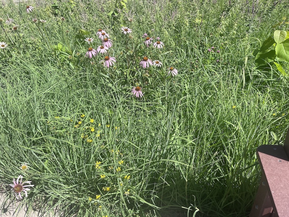 A prairie garden