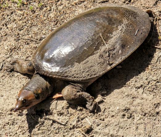 Big, green and brown Florida softshell turtle in the dirt crawling towards a pond.