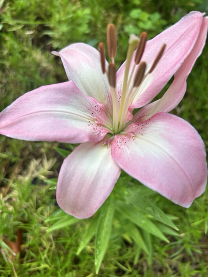 This is a pink lily