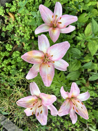 These are four pink lilies.