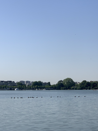 Les canards nagent à la queue leu leu sur le lac d’Enghien