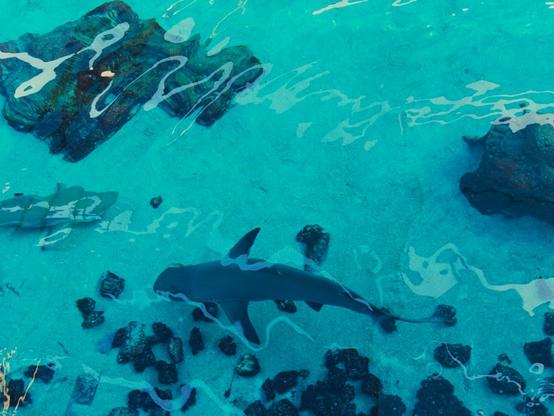 Aerial view of a large shark swimming through brilliant turquoise shallow waters above a rocky seabed. The shark appears dark against the vibrant aqua background, with its distinctive body shape clearly visible from above. Scattered dark rocks and coral formations dot the ocean floor below, creating a natural mosaic pattern. The crystal-clear water reveals excellent visibility, allowing the shark’s full silhouette and the detailed rocky terrain beneath to be seen with remarkable clarity.