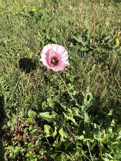 Blume mit zartroser Blüte auf grüner Wiese