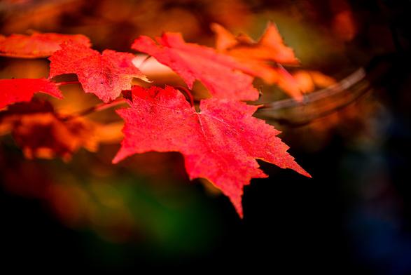 Color photo.  A brilliant red maple leaf, pointing towards the viewer, its near end slightly out of focus.  Behind it, are other red maple leaves growing from the same barely seen branch.  Behind them all is a soft dappling of red and orange light.