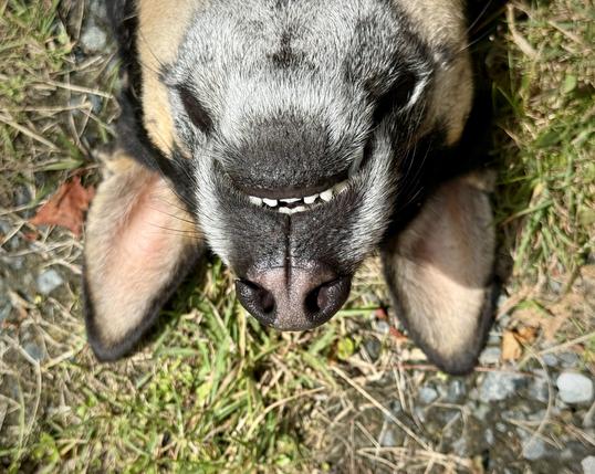 Small medium upside down pointy eared dog with mouth slightly open baking itself on the driveway