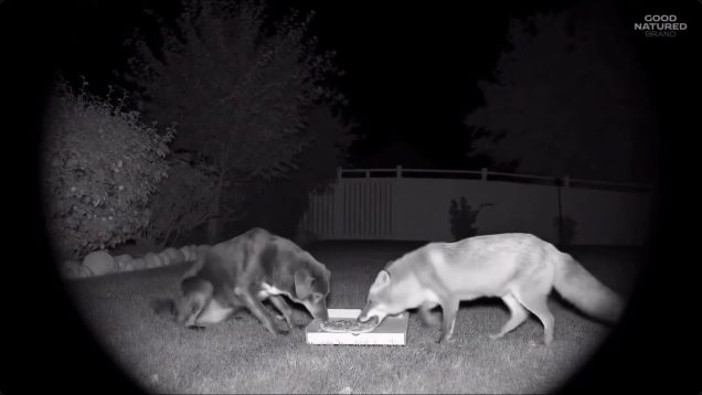 a dog and a fox eat pizza from a cardboard box in a backyard
