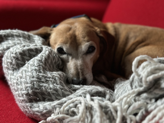 dachshund-mix is curled up on a gray and white blanket on a red armchair. he's looking at the camera.