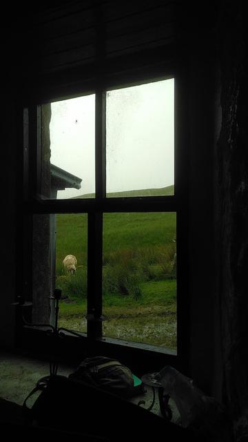 Blick aus Bothy auf Schaf