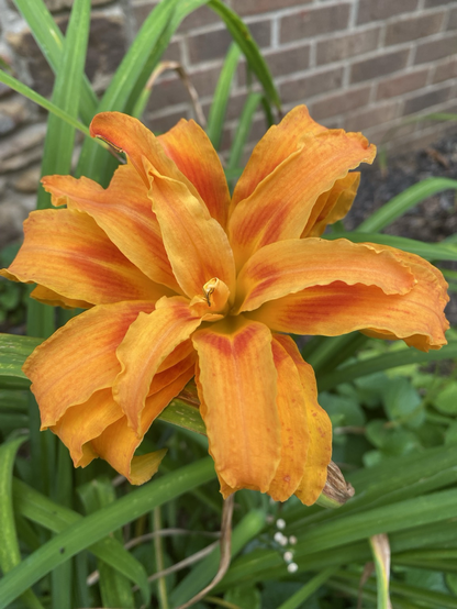 A gorgeous 5-inch wide light&dark orange day lily that has a mutation making its bloom extra full and ‘frilly’