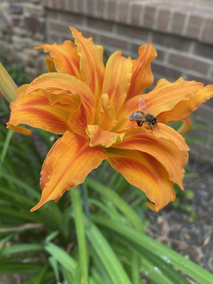 A similarly gorgeous neighbor to the bloom above, but with a honey bee tickling its stamen! Ooh La La!