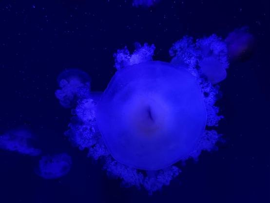 A fried egg jelly fish photo. This jelly fish is named so because it really recembles a fried egg - slightly undercooked one, with whites still a bit liquid-ish and a yellow yolk inside. Even the blue tint of the photo doesn’t hide this resemblance