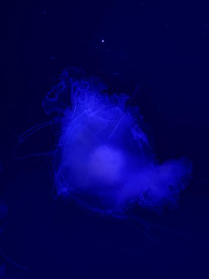 A sea nettle jellyfish, also somewhat resembling a poorly done poached egg