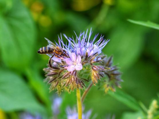 A close-up shot captures a honeybee with distinctive black and yellow stripes, gathering nectar from a cluster of delicate purple phacelia flowers. The bee is positioned towards the left of the frame, with its body extending horizontally across the lower part of the central flower cluster. The phacelia flowers, predominantly soft purple with some hints of lighter pink, are arranged in a dense, almost spherical cluster, with numerous long, wispy stamens protruding from each blossom, giving the cluster a somewhat spiky appearance. The flower stems are fuzzy and light brown, contrasting with the vibrant blooms. The background is a soft blur of green foliage, indicating an outdoor, natural setting. The lighting suggests a bright day, highlighting the colours of the bee and flowers.