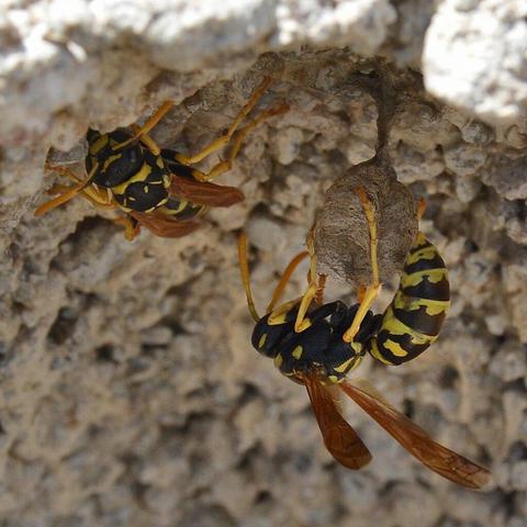 A photo of two paper wasps on the underside of a stone surface. One of them is building the start of a nest.