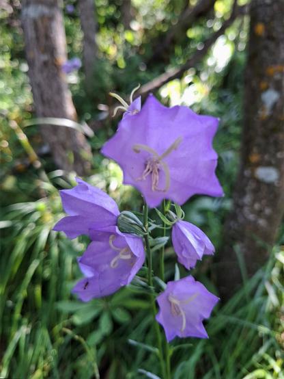 A close-up photograph of a vibrant purple peach-leaved bellflower (Campanula persicifolia, Waldglockenblume) in a sunlit forest clearing. The background is softly blurred with trees and green undergrowth.