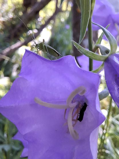 A close-up photograph of a green Lygocoris pabulinus (Common Green Capsid Bug) perched on the petal of a vibrant purple Campanula persicifolia (peach-leaved bellflower). The bug has a slender, elongated body with long antennae and legs, and a hint of red on its hind legs. Inside the flower on one of the stamen is probably a soldier beetles (Cantharidae).