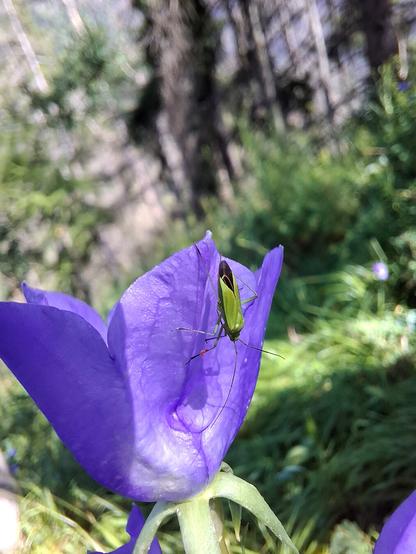 A close-up photograph of a green Lygocoris pabulinus (Common Green Capsid Bug) perched on the petal of a vibrant purple Campanula persicifolia (peach-leaved bellflower) in a sunlit forest clearing. The bug has a slender, elongated body with long antennae and legs, and a hint of red on its hind legs. The background is softly blurred with trees and green undergrowth, highlighting the insect and flower in sharp detail.