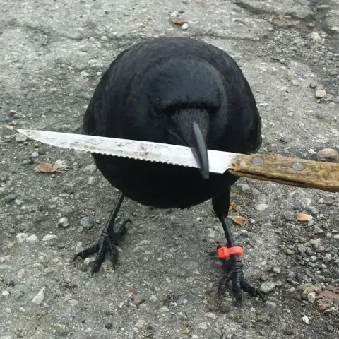 Close up of Canuck, a beautiful black crow, standing on some rough pavement. He is holding a steak knife in his beak and facing the camera. He has a red ID tag on his left ankle.