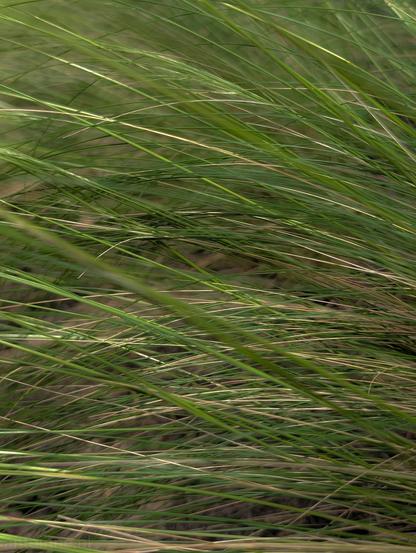 Green blades of grass. The grass appears to be somewhat wild or untamed, with individual blades crossing over each other in various directions, creating a dense, interwoven pattern. There are hints of lighter, drier grass visible beneath the vibrant green, adding depth to the texture.