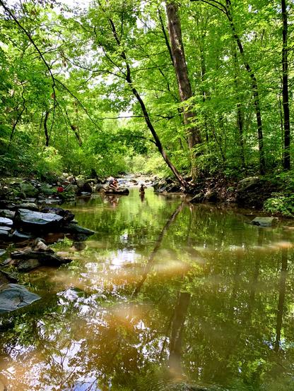 A family is cooling off in the creek that flows through the woods. The water is a bit muddy and high due to the recent rain, but it still reflects the vivid green surroundings and the partly cloudy sky.