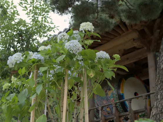 Low angle photograph of white hydrangea flowers growing on support sticks with a Buddhist temple building in the background sheltering a large, richly-decorated cloud drum.