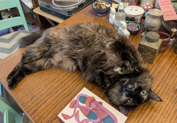 Photo of a shaggy tortoiseshell cat lying on her back on a tabletop, showing her fangs a bit and looking mischievous. various bric-a-brac are scattered on the table around her