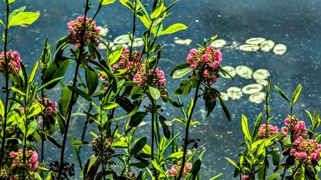 A closeup of a thicket of shrubs growing beside a lake. The shrubs have long pointed leaves of waxy bright green and clusters of small bright pink blossoms. Brilliant late spring sunshine is creating sharp highlights and shadows on the leaves an blossoms. In the background it is brightly glowing off the lily pads and creating dazzling sparkles from tiny floating plants on the lake.
