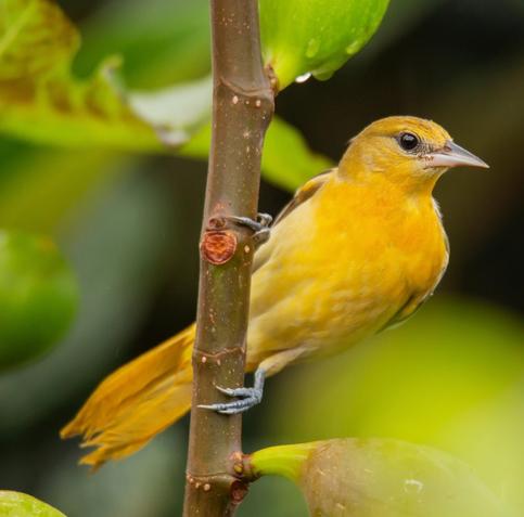 The Icterus galbula, commonly known as the Baltimore Oriole, is a striking songbird found in North America. Imagine a bird roughly the size of a robin, but a bit more slender.

One of its most notable characteristics is its song, which is a series of loud, clear, and flute-like whistles. Each individual bird has a unique song, so you might hear variations, but the overall quality is very musical. They also have a distinctive "chatter" call.

When it comes to its nest, the female Baltimore Oriole is an amazing weaver. She builds a unique, deep, hanging pouch or "sock-shaped" nest, often suspended from the tip of a drooping branch, high up in a tree. These nests are intricate, made from various plant fibers, string, and even animal hair.
