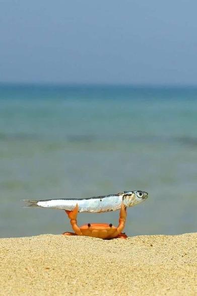 Crab holding up fish like a trophy.