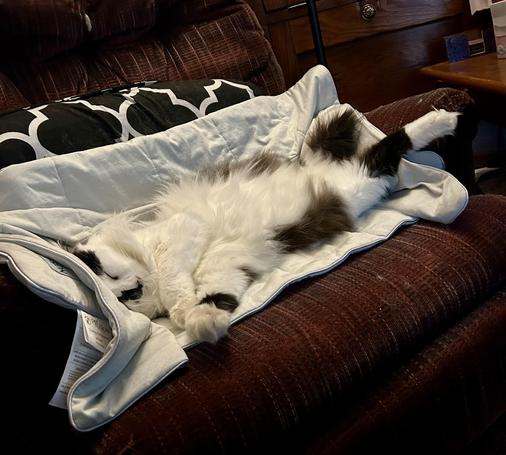 A black and white kitty, sound asleep and stretched out on his back, supported at both ends by cushy chair arms. His tummy is super floofy. He has one back leg, and his tail is a short puff. He is on his silver cooling blankie.
