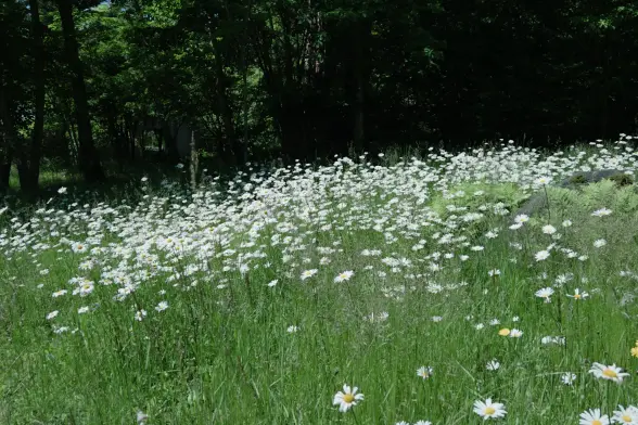 カモミールみたいなお花畑の写真
