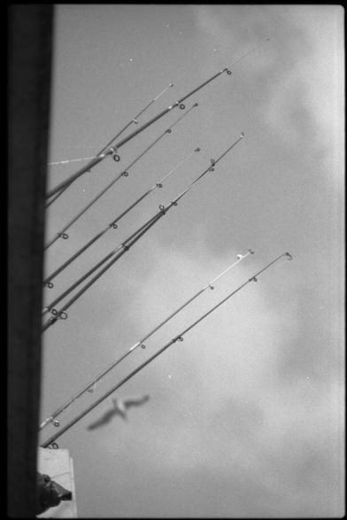 Black and white photography of 8 fishings rods taken from a low angle with the sky (and a seagul flying on it) in the blurry background.