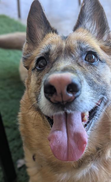 A close-up of a happy, German Shepherd dog, looking at the camera with its tongue hanging out.