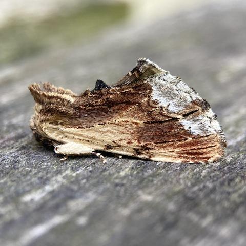 Side on shot of a 2cm moth on a wooden table.  It faces left. It has a short hair/bristly appearance.  It is almost shoe shaped being narrow at the head and then rising along the top line to the back wing which then curves round in a convex arc to the straight bottom edge running along the table back to its head.  It resembles a bark chipping.  It is primarily a dark woody brown like dark teak. It has a pale, more light oak patch near its front legs. It has silvery white patches near its convex back wing edge.  Its top edge has two distinct tufts, one larger mohican like over its head and then a dark, almost black very small tuft halfway along.