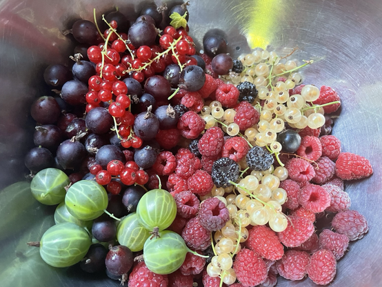 Schüssel voller Beeren: Stachelbeeren, Jostabeeren, Himbeeren, schwarze Himbeeren, schwarze, rote und weisse Johannisbeeren.