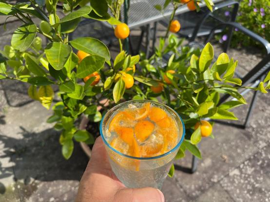 Das Bild zeigt ein Getränkeglas mit einer Zitrusfrucht und Mineralwasser vor einem Zitrus Busch.