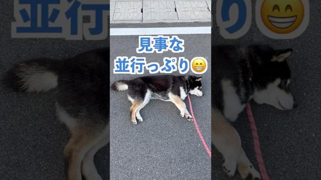 【柴犬】朝んぽは、涼しいからイイね👍 #shiba #柴犬 #黒柴