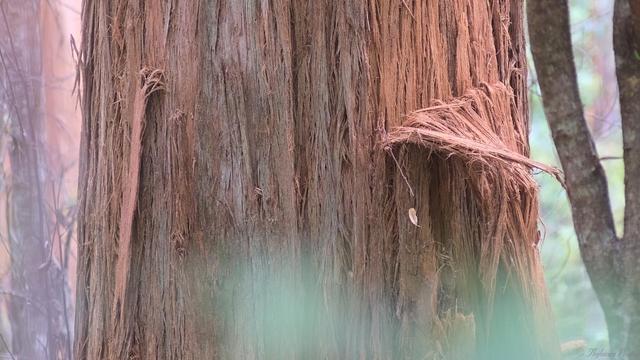 The trunk of a Stringy Bark gum tree fills most of the frame in this zoom view.  Possums have shredded some bark at mid right, peeling an outer layer down and away.  The bark is a reddish brown underneath, more gray on the outside; the surface is rough from the intertwined fibres.  Blurry forest to the sides and some in front along the lower edge.
