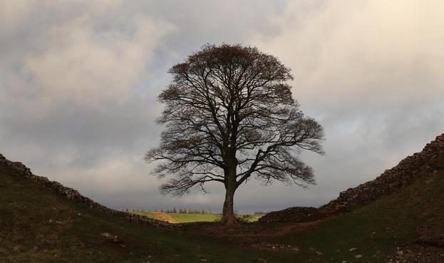 A silhouette of a bare autumnal tree against a grey cloudy sky
