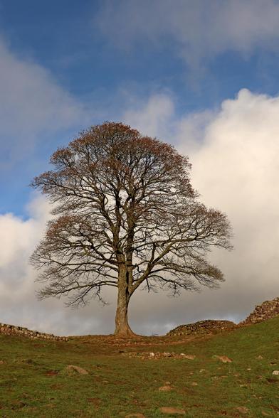 the legendary Sycamore tree during a sunny spell, blue sky and white clouds beyond