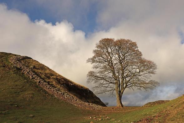 Hadrian's Wall and the famous Sycamore on a sunny day.