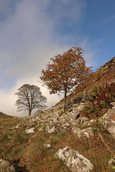 A low down perspective of a small but near tree that appears to be bigger than the more distant tree that is actually several times larger.